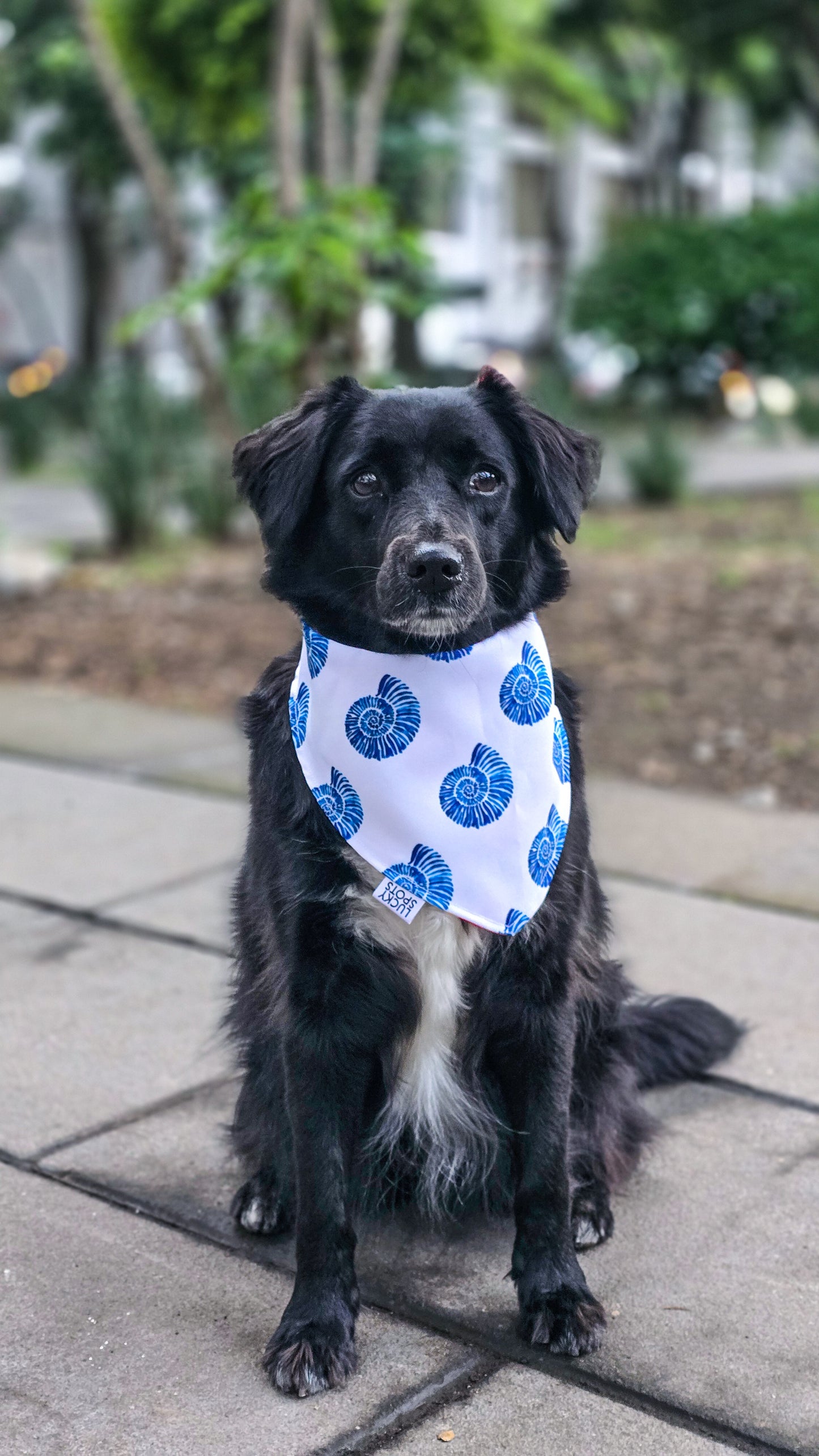 Bandana doble vista "Mamma mia"