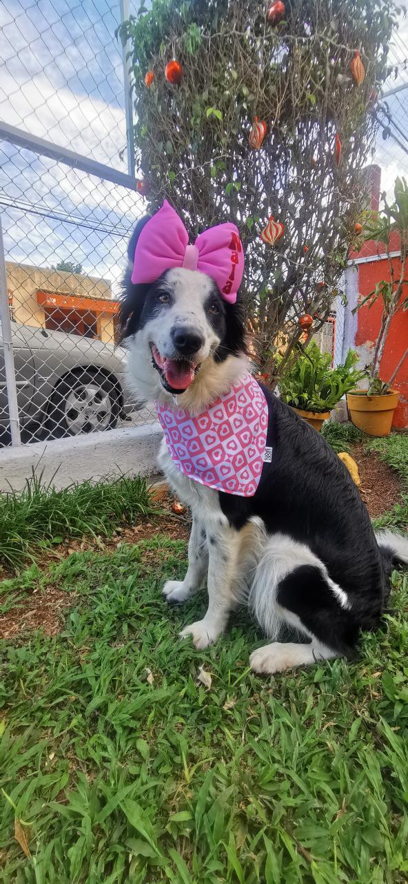 Bandana doble vista "Love is pink"