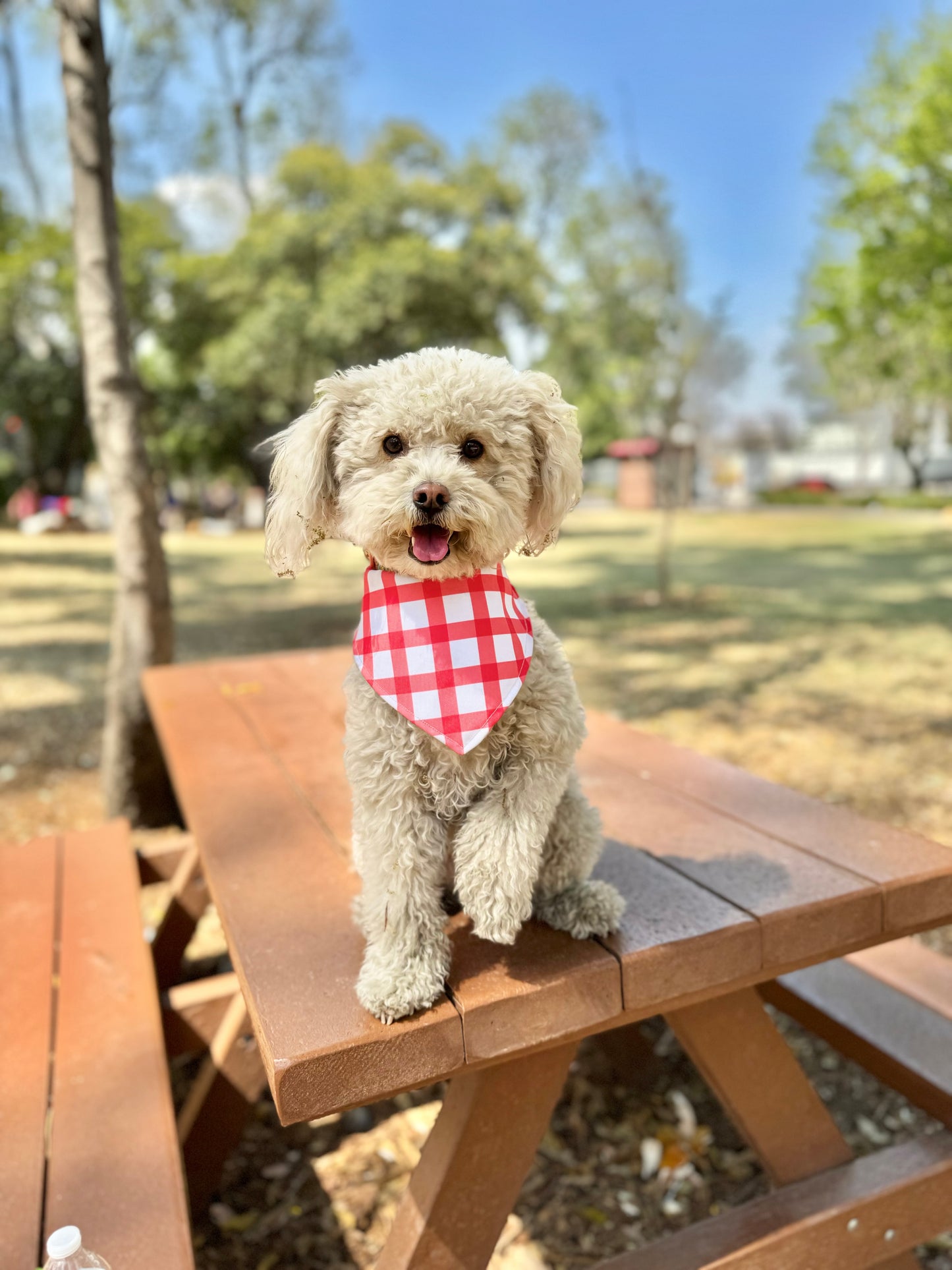 Bandana doble vista "Ladybug"